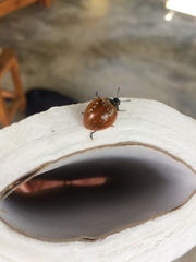 Aegithus clavicornis