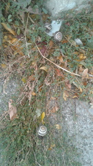 Cepaea nemoralis