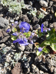 Veronica grandiflora