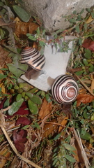 Cepaea nemoralis