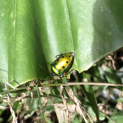 Calliphara excellens