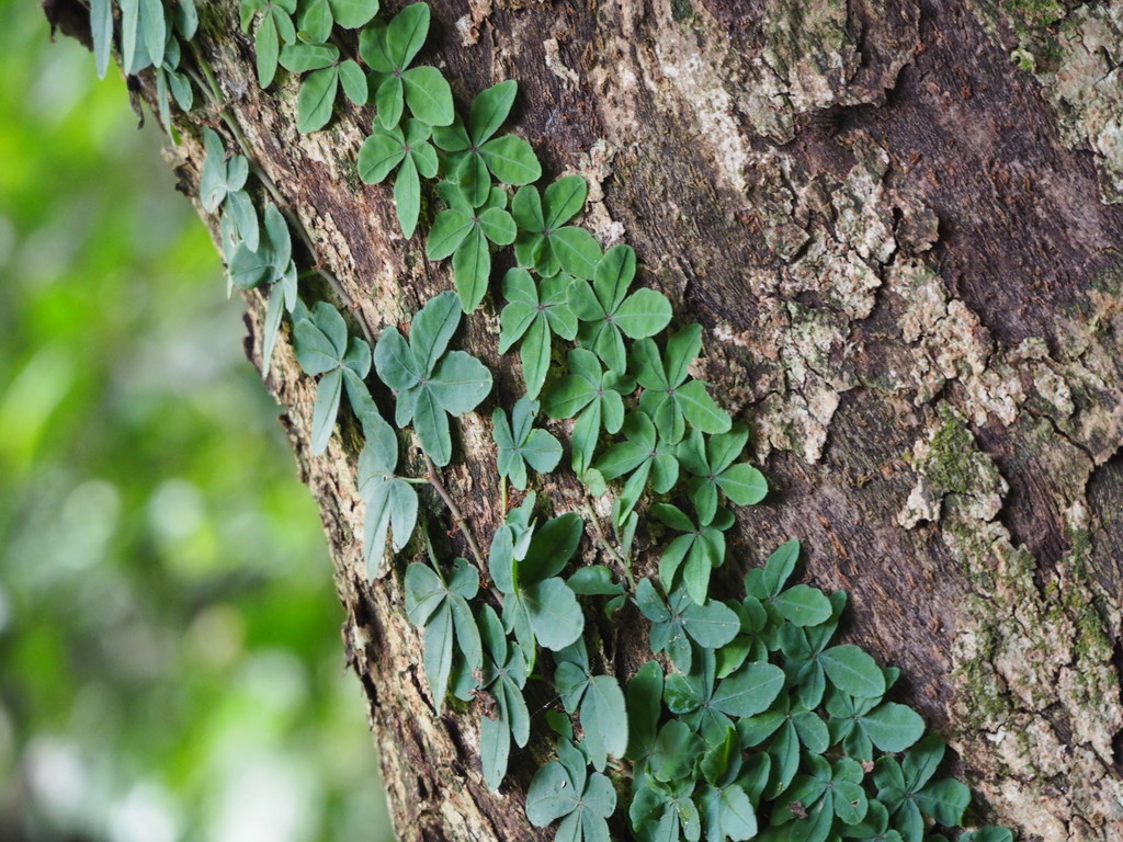 Tetrastigma obtectum (Tetrastigma obtectum)
