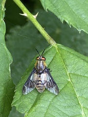 Chrysops relictus