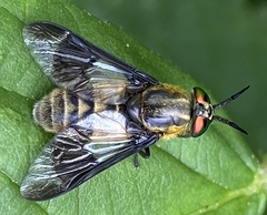 Chrysops relictus