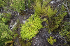 Centella eriantha
