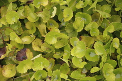 Centella eriantha
