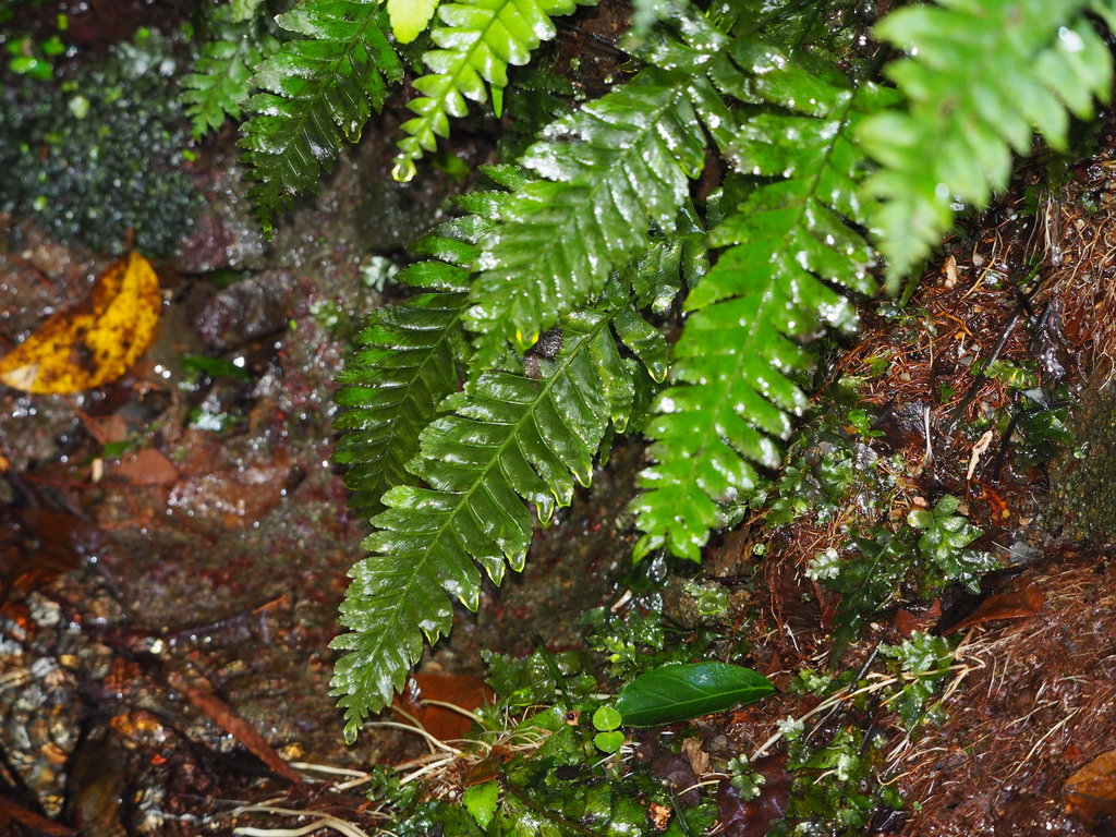 Hymenasplenium obscurum