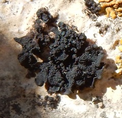 Image of Leptogium chloromelum