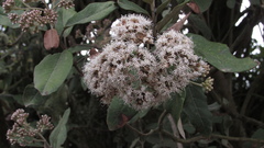 Ageratina asclepiadea