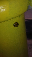 Harmonia axyridis