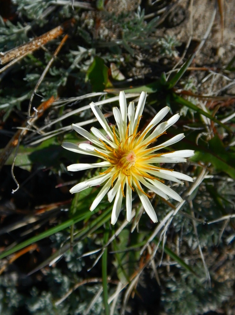 Borealia