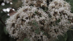 Ageratina asclepiadea
