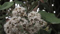 Ageratina asclepiadea