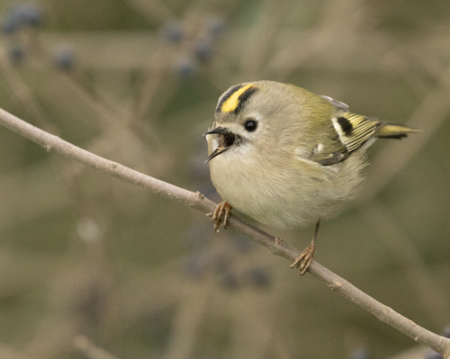 Reyezuelo sencillo (Regulus regulus)