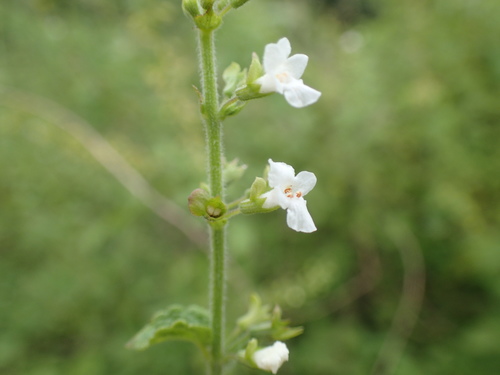 Image of Endostemon obtusifolius by (c) Mahomed Desai, some rights reserved (CC BY)