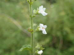 Endostemon obtusifolius