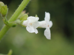 Endostemon obtusifolius
