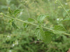Endostemon obtusifolius