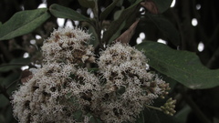 Ageratina asclepiadea