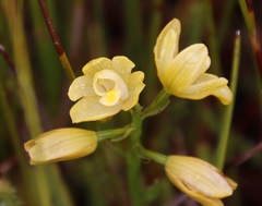 Orthochilus tabularis