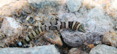 Sphaerodactylus nigropunctatus