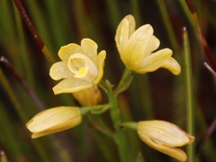 Orthochilus tabularis