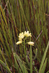 Orthochilus tabularis