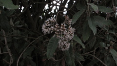 Ageratina asclepiadea