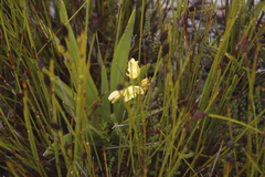 Orthochilus tabularis