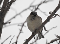 Passer domesticus