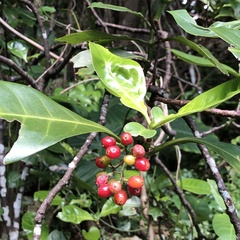 Psychotria manillensis
