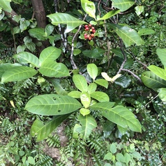 Psychotria manillensis