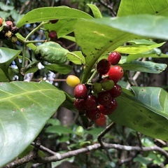 Psychotria manillensis