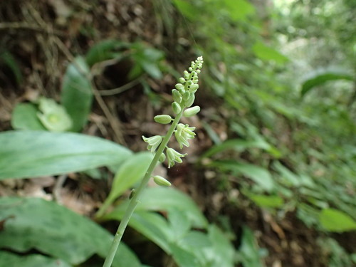 Image of Resnova humifusa by (c) Mahomed Desai, some rights reserved (CC BY)