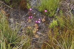 Drosera cuneifolia