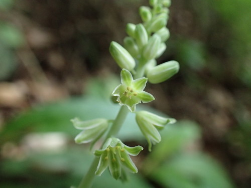 Image of Resnova humifusa by (c) Mahomed Desai, some rights reserved (CC BY)