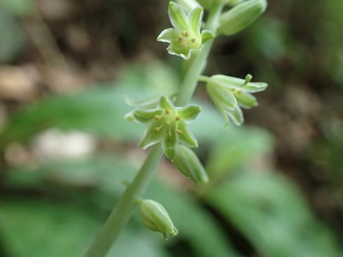 Image of Resnova humifusa by (c) Mahomed Desai, some rights reserved (CC BY)