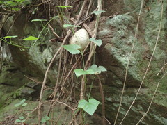 Zehneria scabra