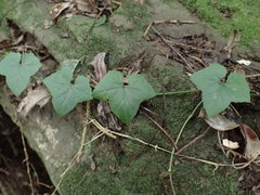Zehneria scabra