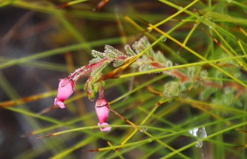 Image of Erica glutinosa by (c) Tony Rebelo, some rights reserved (CC BY-SA)