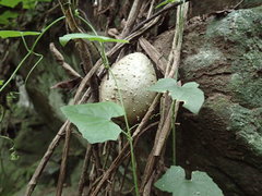 Zehneria scabra