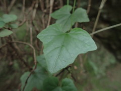 Zehneria scabra
