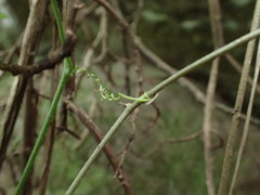 Zehneria scabra