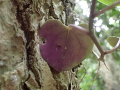 Senecio bryoniifolius