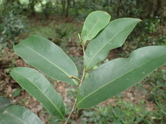 Uvaria caffra
