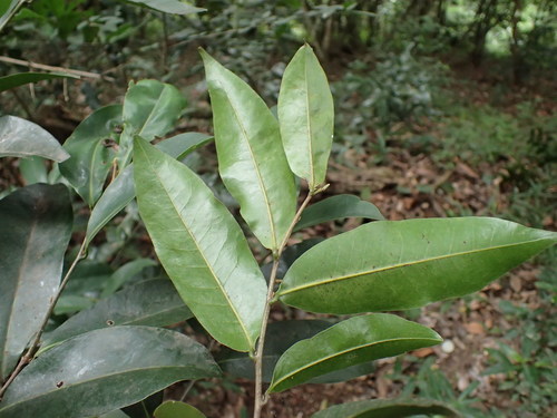 Image of Uvaria afra by (c) Mahomed Desai, some rights reserved (CC BY)