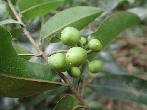 Image of Uvaria afra by (c) Mahomed Desai, some rights reserved (CC BY)