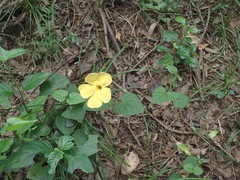 Thunbergia dregeana