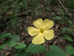 Thunbergia dregeana