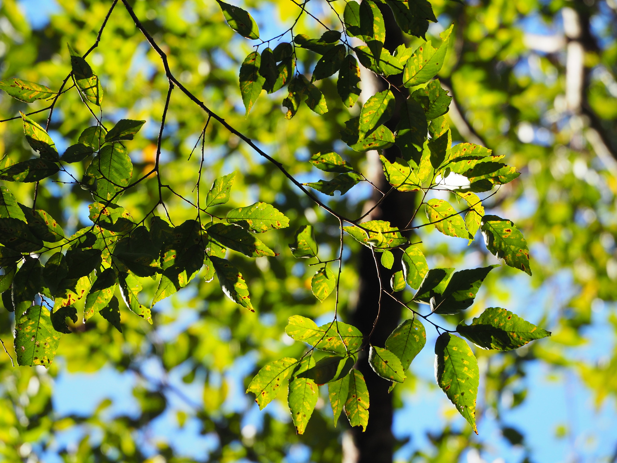 Zelkova
